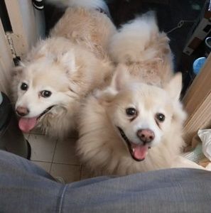 Meet your Posher, Myrtle